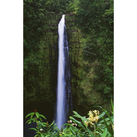 Hawaii, Big Island, Akaka Falls, Tropical Flowers Blooming In Foreground. Poster Print (12 x 19)