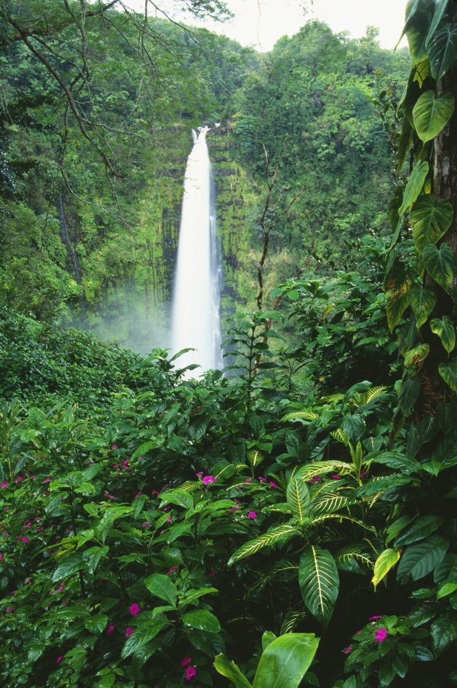 Hawaii Big Island Akaka Falls View Through Lush Greenery Impatiens In Foreground Canvas Art - Bill Brennan Design Pics (24 x 38)