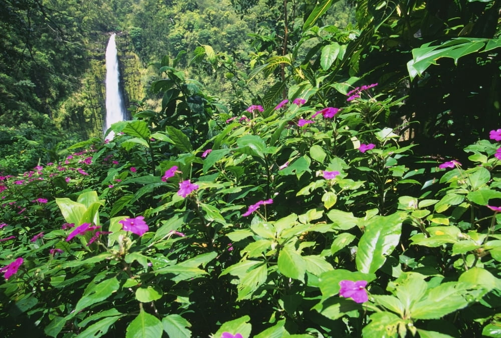 Hawaii Big Island Akaka Falls View Through Lush Greenery Impatiens In Foreground Canvas Art - Ron Dahlquist Design Pics (18 x 12)