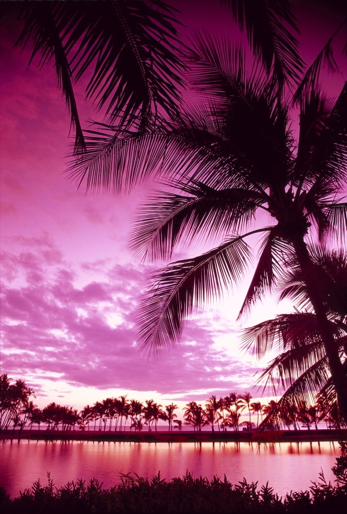 Hawaii Big Island Anaehoomalu Bay Sunset With Palm Trees Pink Filter B1509 Canvas Art - Carl Shaneff Design Pics (12 x 19)