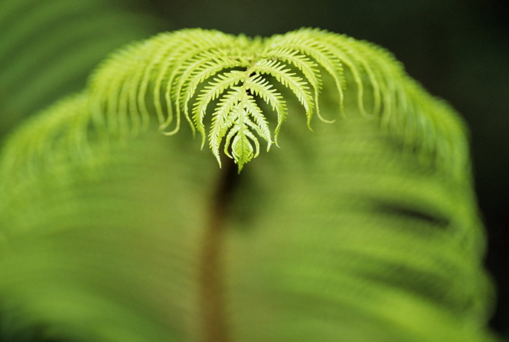 Hawaii Big Island Closeup Of Hapuu Fern (Tree Fern) Tip Canvas Art - Robert Sablan Design Pics (34 x 22)