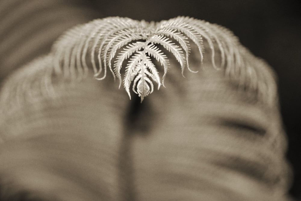 Hawaii Big Island Closeup of hapuu tree fern tip Selective focus (black and white photograph) Canvas Art - Robert Sablan Design Pics (34 x 22)