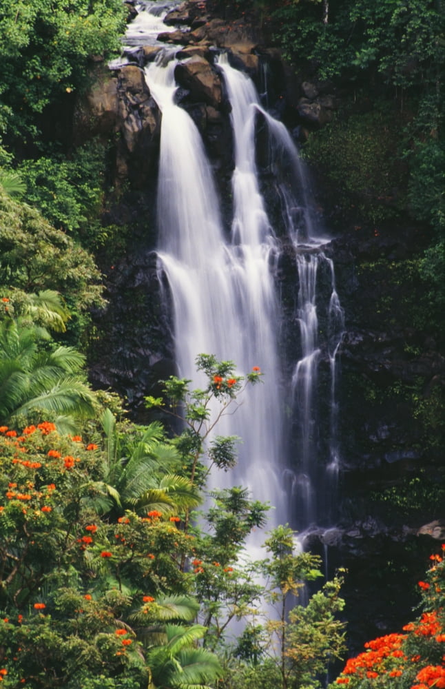 Hawaii Big Island Hamakua Coast Nanue Falls Surrounded By Orange African Tulip Tree Canvas Art - Ray Mains Design Pics (24 x 38)