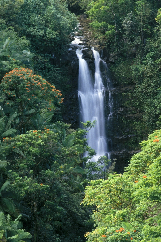 Hawaii Big Island Hamakua Coast Waterfall Surrounded By Greenery A20H Canvas Art - Brent Black Design Pics (24 x 38)