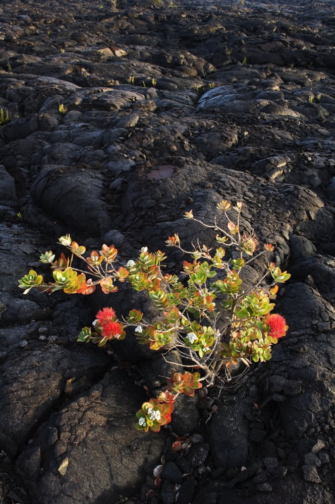 Hawaii Big Island Hawaii Volcanoes National Park Chain Of Craters Road Ohia Lehua Tree Growing On Pahoehoe Lava Flow From Mauna Ulu Eruption Canvas Art - Greg Vaughn Design Pics (11 x 17)
