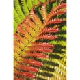 thumbnail image 1 of Hawaii Big Island Hawaii Volcanoes National Park Close-Up Of Ama'uma'u Fern Frond. Poster Print, 1 of 3