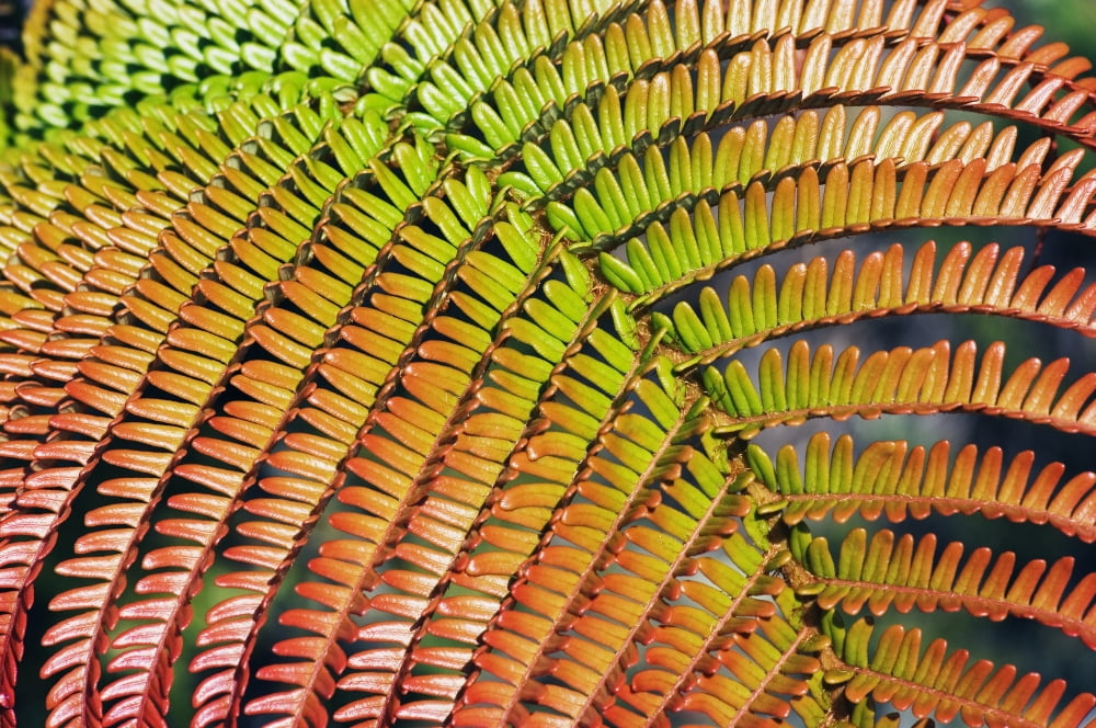 Hawaii Big Island Hawaii Volcanoes National Park Close-Up Of Amaumau Fern Frond Canvas Art - Greg Vaughn Design Pics (17 x 11)