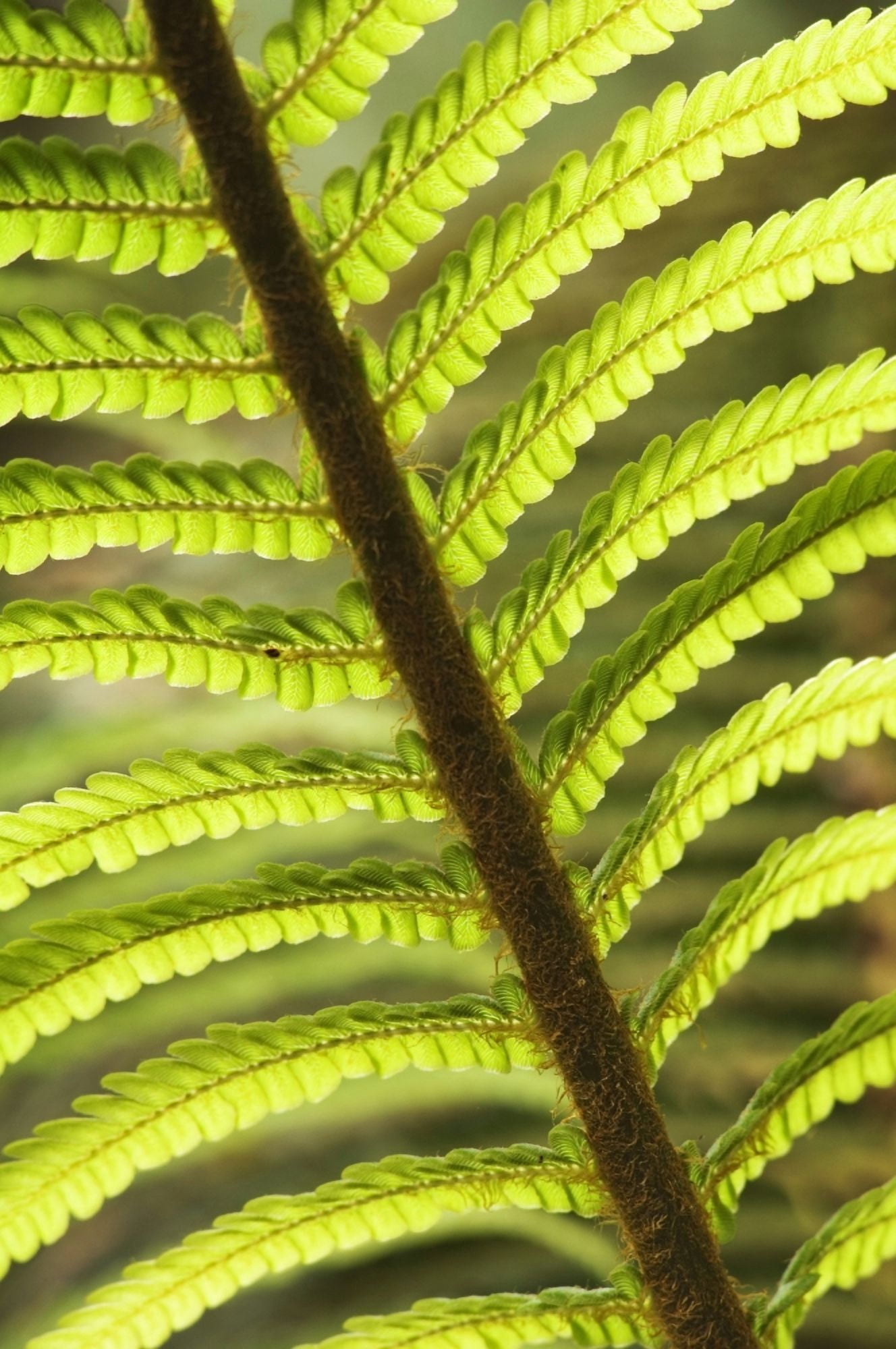 Hawaii Big Island Hawaii Volcanoes National Park Close-Up Of Tree Fern Frond Canvas Art - Greg Vaughn Design Pics (11 x 17)