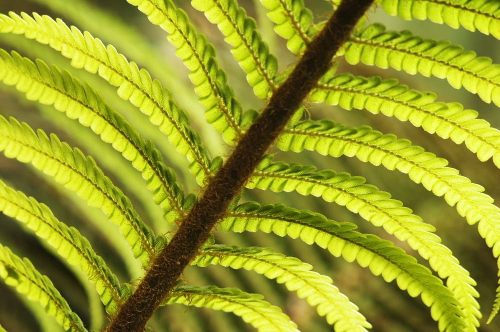 Hawaii Big Island Hawaii Volcanoes National Park Close-Up Of Tree Fern Frond Canvas Art - Greg Vaughn Design Pics (17 x 11)