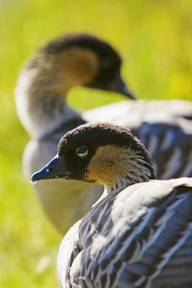 Hawaii Big Island Hawaii Volcanoes National Park Close-Up Of Two Nene Geese (Nesochen Sandvicensis) On Green Grass Canvas Art - Ron Dahlquist Design Pics (22 x 34)