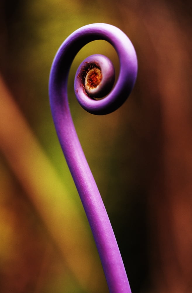 Hawaii Big Island Hawaii Volcanoes National Park Detail Of Uluhe Or False Stag Horn Fern Canvas Art - Carl Shaneff  Design Pics (11 x 17)