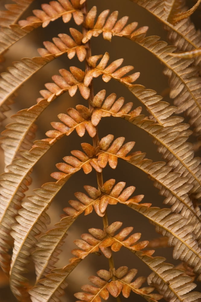 Hawaii Big Island Hawaii Volcanoes National Park Fern and Ohia forest detail of dried brown fern Canvas Art - Ron Dahlquist Design Pics (11 x 17)