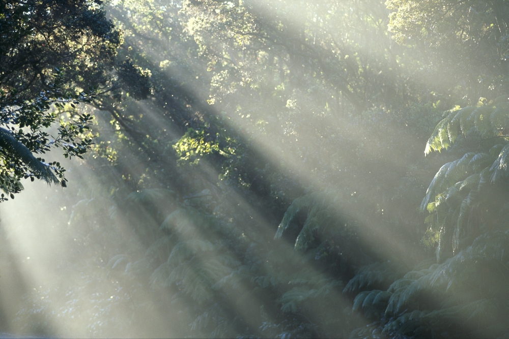 Hawaii Big Island Hawaii Volcanoes National Park Mist Through Trees In Rainforest A24H Canvas Art - Robert Sablan Design Pics (38 x 24)