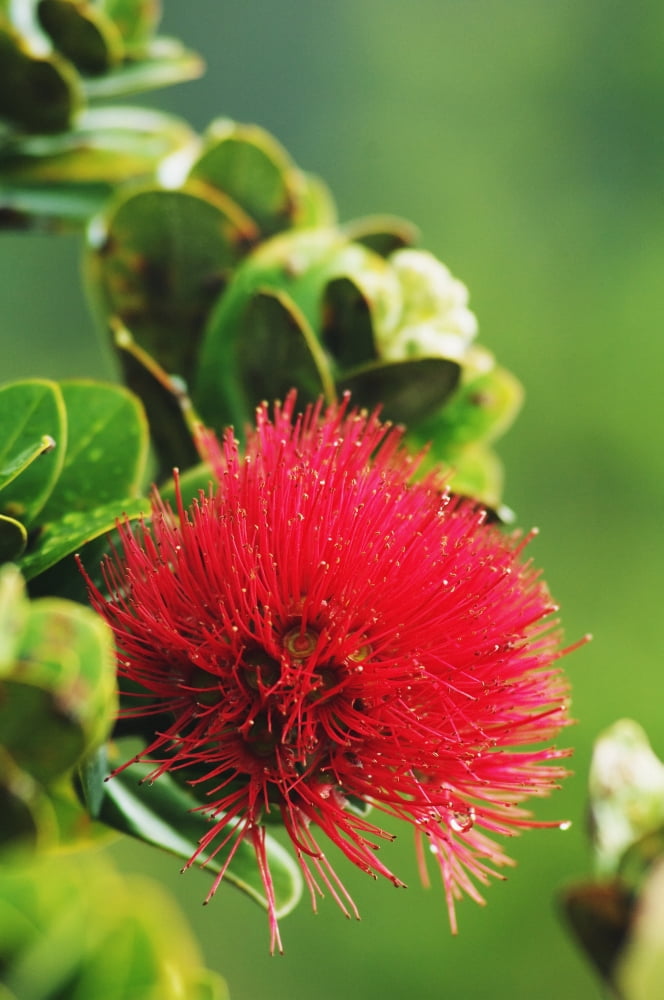 Hawaii Big Island Hawaii Volcanoes National Park Ohia Lehua Blossom Canvas Art - Greg Vaughn Design Pics (22 x 34)