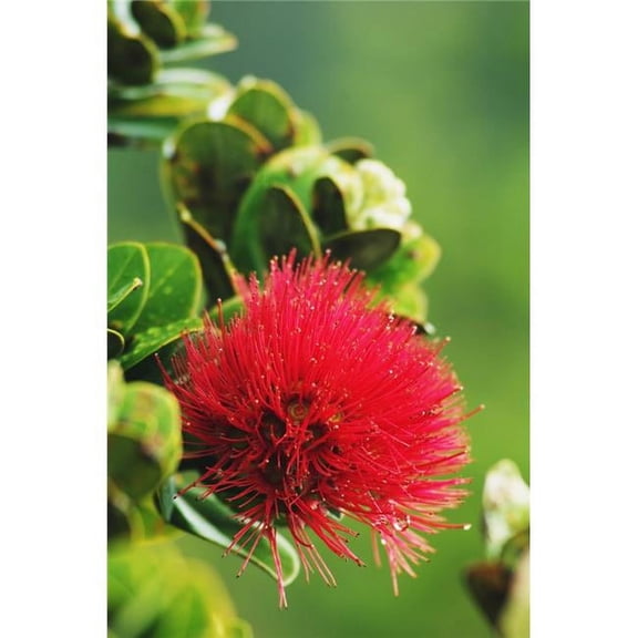 Hawaii Big Island Hawaii Volcanoes National Park Ohia Lehua Blossom Poster Print 11 x 17