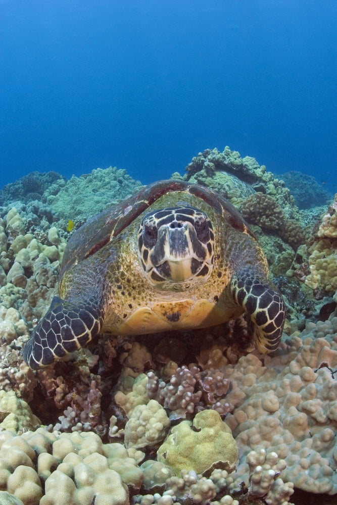 Hawaii Big Island Hawksbill Turtle (Eretmochelys Imbricata) Sitting On The Coral Canvas Art - Dave Fleetham Design Pics (12 x 18)