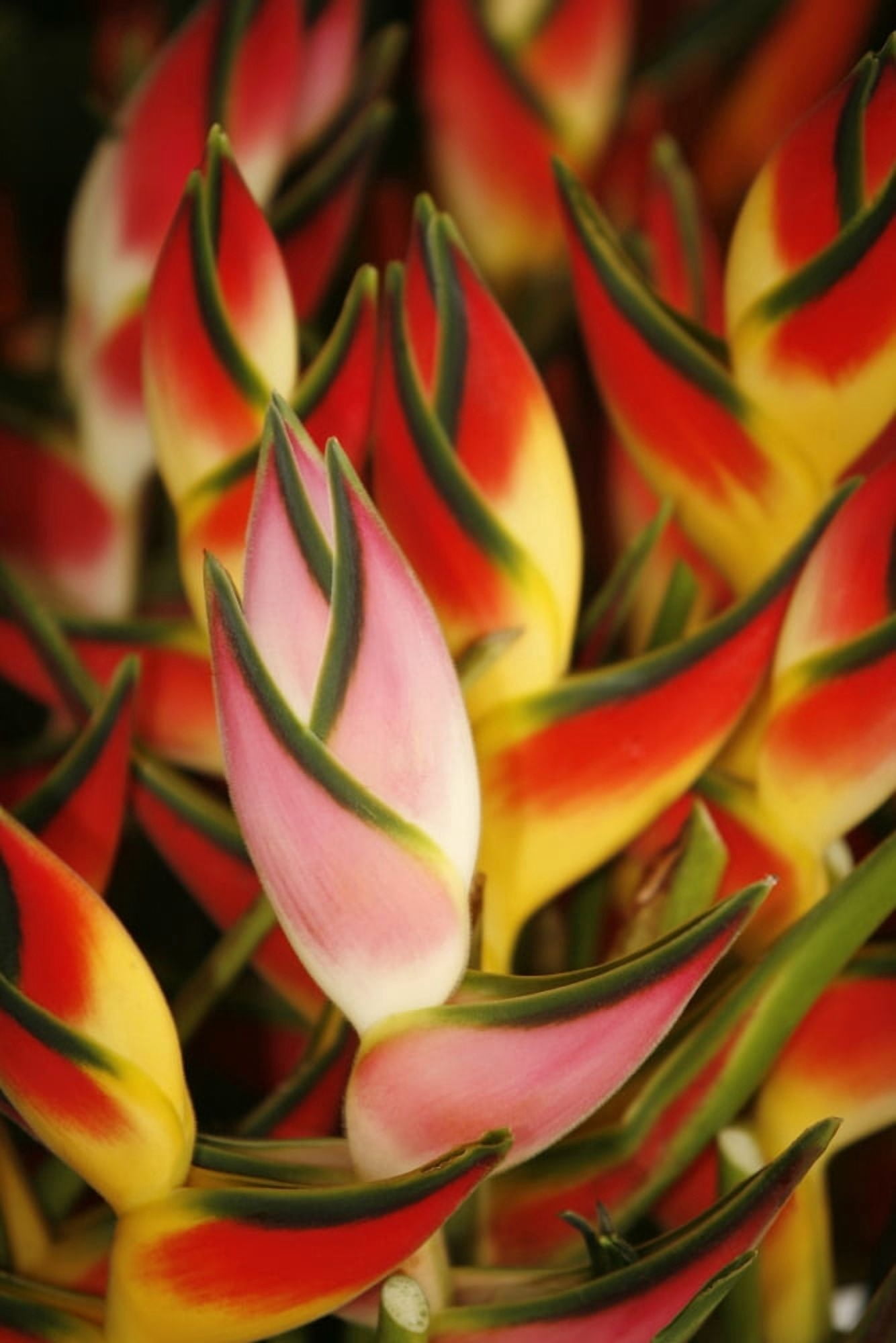 Hawaii Big Island Hilo Close-Up Of Bunch Of Heliconia Canvas Art - Ron Dahlquist Design Pics (11 x 17)
