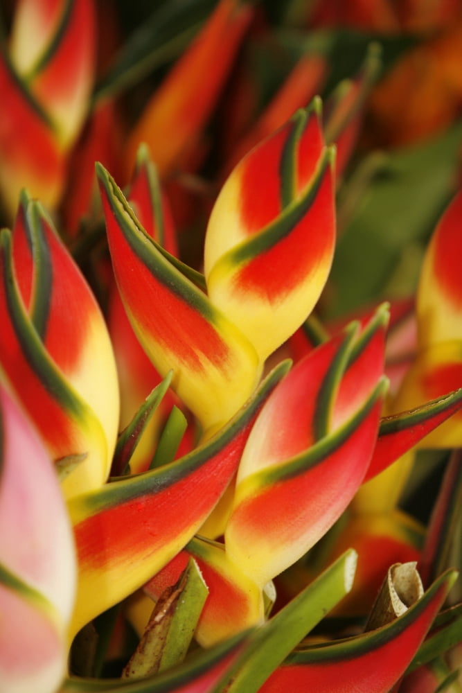 Hawaii Big Island Hilo Close-Up Of Bunch Of Heliconia Canvas Art - Ron Dahlquist Design Pics (11 x 17)