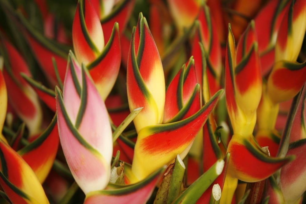 Hawaii Big Island Hilo Close-Up Of Bunch Of Heliconia Canvas Art - Ron Dahlquist Design Pics (17 x 11)