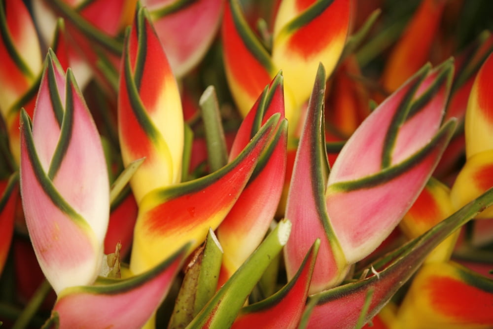 Hawaii Big Island Hilo Close-Up Of Bunch Of Heliconia Canvas Art - Ron Dahlquist Design Pics (34 x 22)