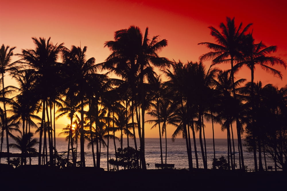 Hawaii Big Island Kohala Coast Red Sunset Orange Sky Palms Silhouette Canvas Art - Carl Shaneff Design Pics (19 x 12)