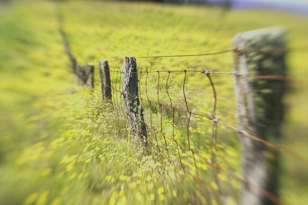 Hawaii Big Island Kohala Mountains Parker Ranch Field Of Yellow Wildflowers With A Fence Running Through It Canvas Art - Carl Shaneff Design Pics (36 x 24)