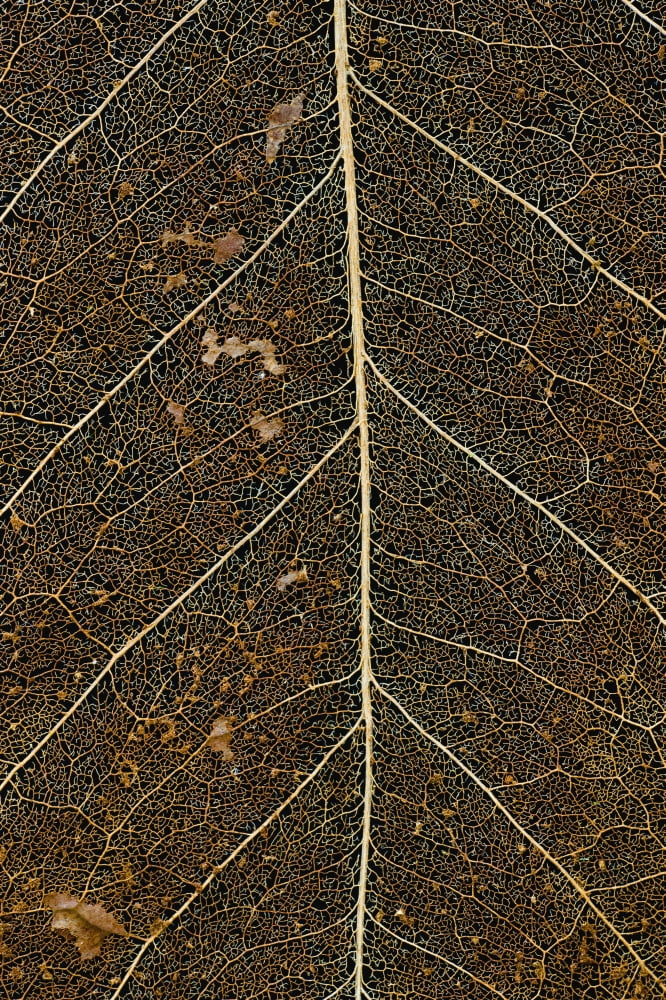 Hawaii Big Island Macro detail of a Kona Coffee leaf Canvas Art - Philip Rosenberg Design Pics (12 x 19)