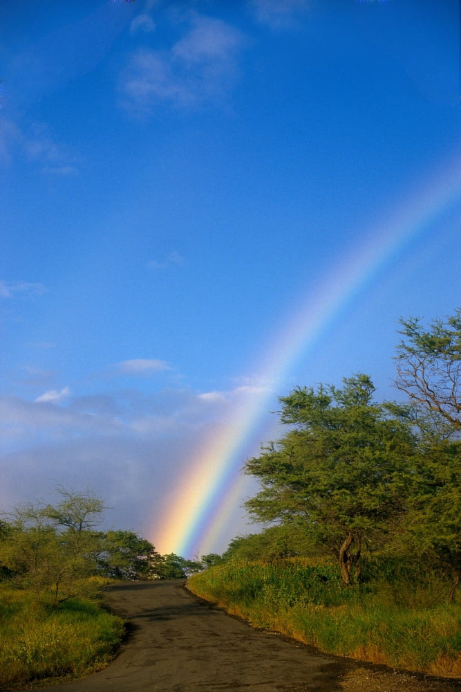 Hawaii Big Island North Kohala Rainbow Old Road Kiawe Trees B1469 Canvas Art - Peter French Design Pics (24 x 38)