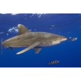 thumbnail image 1 of Hawaii Big Island Oceanic Whitetip Shark With Pilot Fish Poster Print, 1 of 3