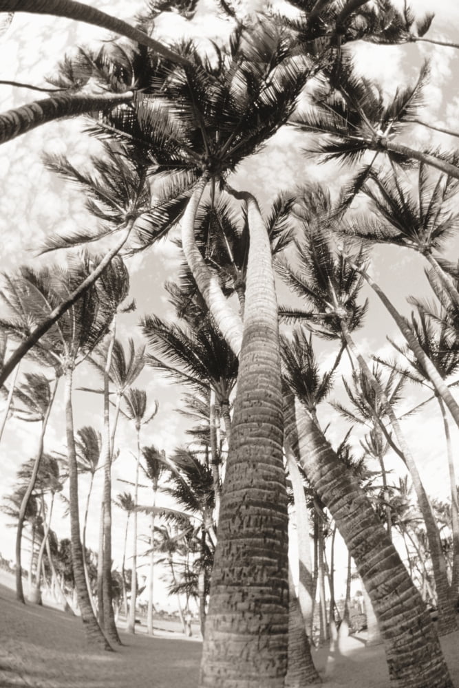Hawaii Big Island South Kohala Palm Grove Trees twisted around each other (black and white photograph) Canvas Art - Philip Rosenberg Design Pics (22 x 34)