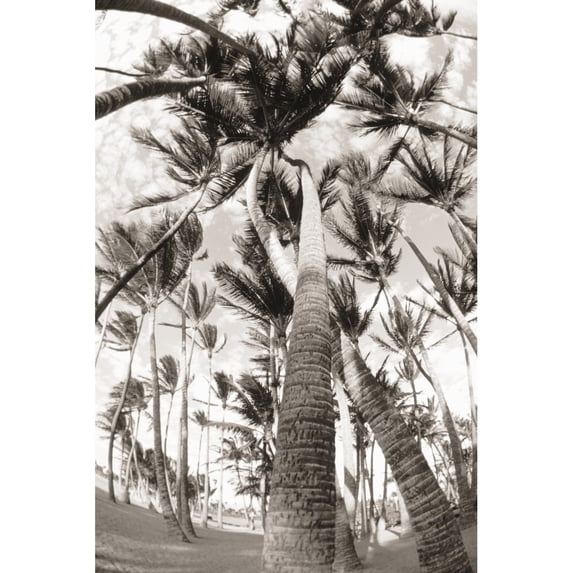 Hawaii Big Island South Kohala Palm Grove Trees twisted around each other