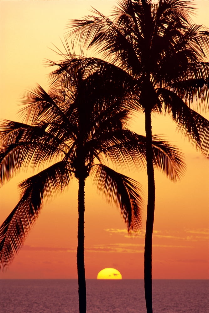 Hawaii Big Island Sunset With Coconut Trees Kohala Coast B1557 Canvas Art - Carl Shaneff Design Pics (12 x 19)