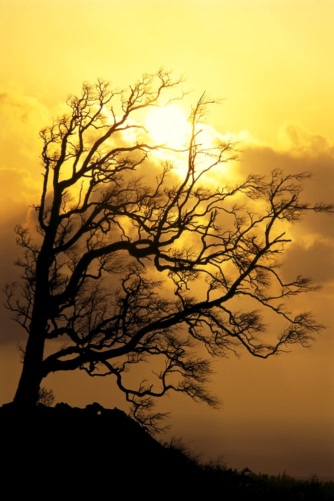Hawaii Big Island Tree Without Leaves Silhouette At Sunrise Golden A25F Canvas Art - Carl Shaneff Design Pics (12 x 19)