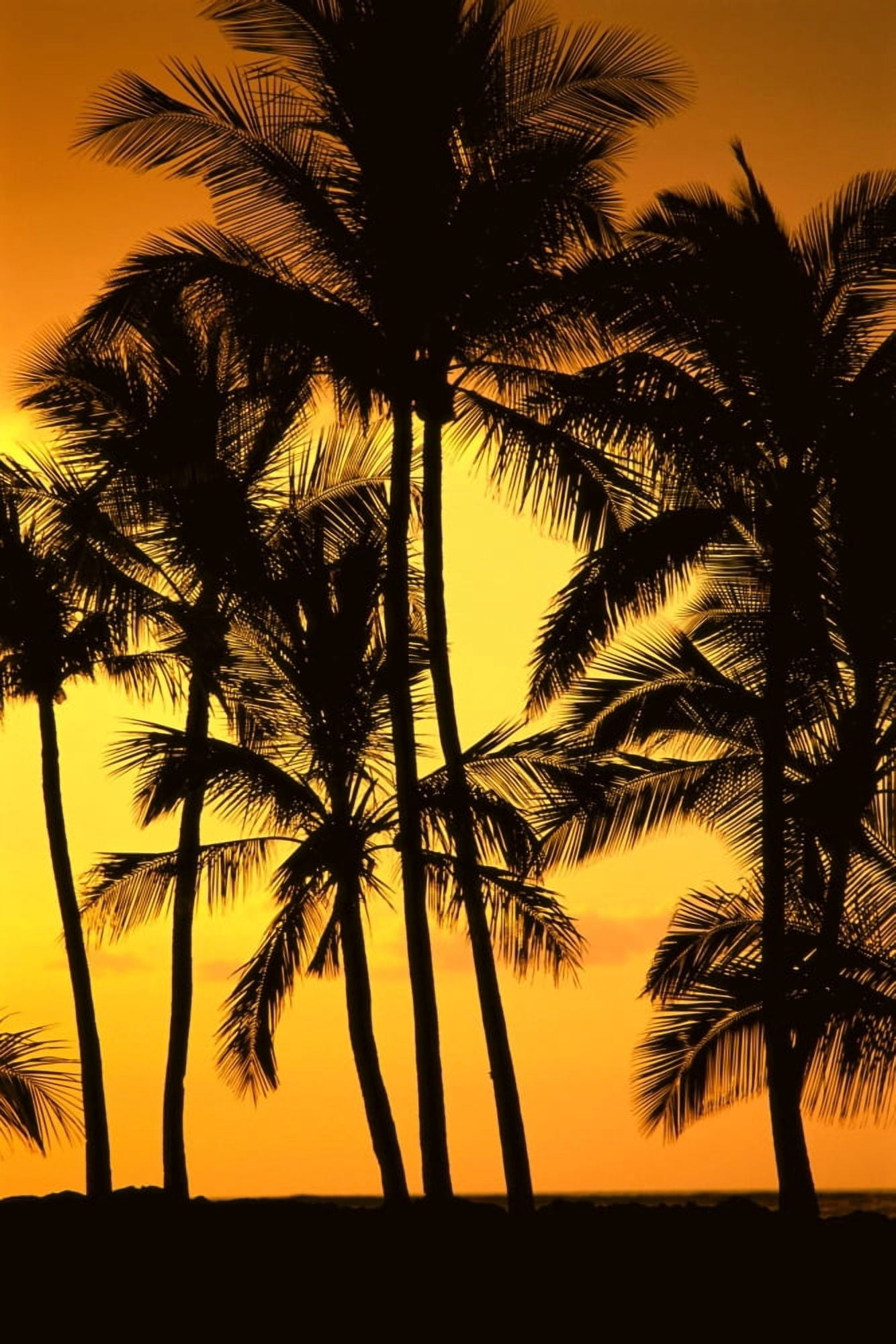Hawaii Big Island View Of Palm Trees Silhouetted By Fiery Sunset Canvas Art - Greg Vaughn Design Pics (12 x 19)