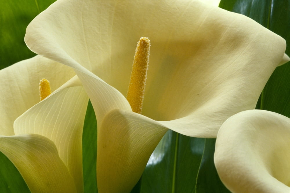 Hawaii Big Island Volcano Calla Lilies Close-Up B1587 Canvas Art - Robert Sablan Design Pics (38 x 24)