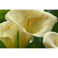 thumbnail image 1 of Hawaii, Big Island, Volcano, Calla Lilies, Close-Up B1587 Poster Print (38 x 24), 1 of 3