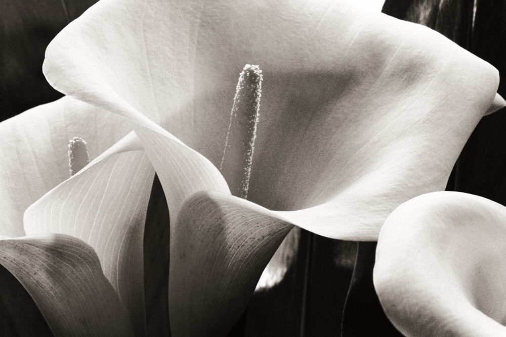 Hawaii Big Island Volcano Close-up of calla lilies (black and white photograph) Canvas Art - Robert Sablan Design Pics (36 x 24)