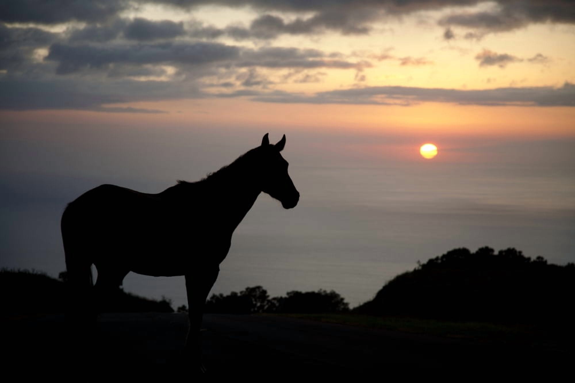 Hawaii Big Island horse at North Kohala Ranch at Sunset Canvas Art - Peter French Design Pics (38 x 24)