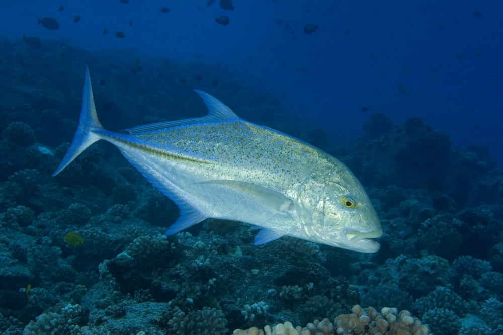 Hawaii Bluefin Trevally Or Jack (Caranx Melampygus) Canvas Art - Dave Fleetham Design Pics (18 x 12)