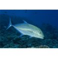 thumbnail image 1 of Hawaii  Bluefin Trevally Or Jack . Poster Print, 1 of 2