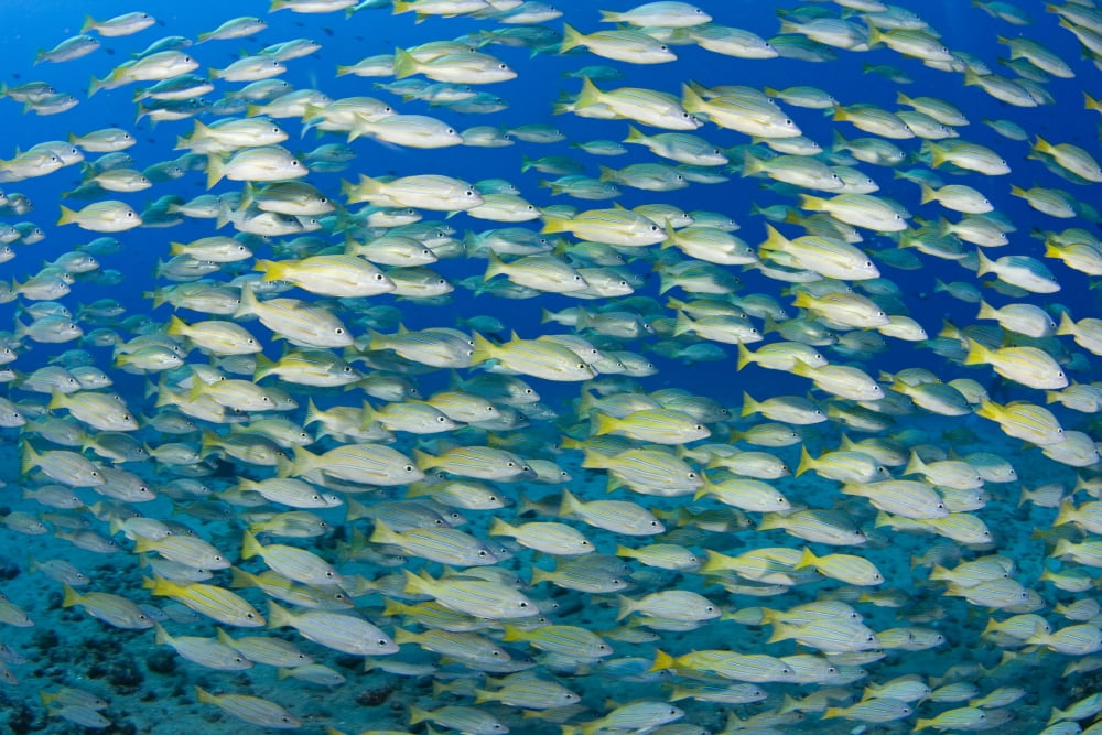Hawaii Bluestripe Snapper (Lutjanus Kasmira) Were Introduced To Hawaii In 1958 With The Thought That They May Become A Food Source Canvas Art - Dave Fleetham Design Pics (34 x 22)