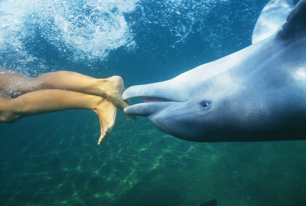 Hawaii Bottlenose Dolphin (Tursiops Truncatus) Swimming Upside-Down With Person Only Feet Showing Underwater View Canvas Art - Chris Abraham Design Pics (19 x 12)