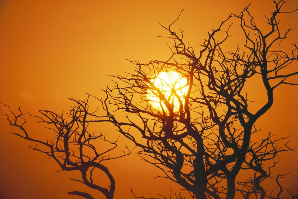 Hawaii Branches Of Keawe Tree Silhouetted Against Sunset Canvas Art - Allan Seiden Design Pics (38 x 24)