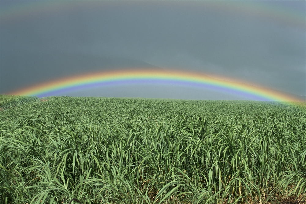 Hawaii Brilliant Rainbow Over Fields Of Sugarcane Misty Skies In Background C1716 Canvas Art - Bill Schildge Design Pics (19 x 12)