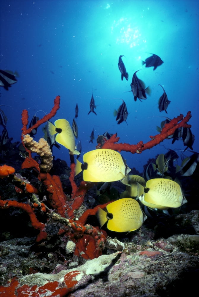 Hawaii Butterflyfish Coral False Moorish Idols Backlit Fish By Sunburst A83E Canvas Art - Ed Robinson  Design Pics (24 x 38)