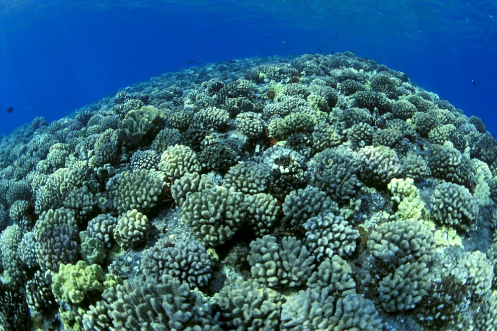 Hawaii Cauliflower Coral (Pocillopora Meandrina) With Surface Reflections C1939 Canvas Art - Ed Robinson Design Pics (38 x 24)