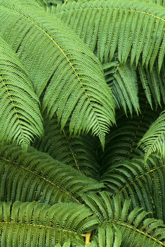 Hawaii Close-Up Detail Of Hapuu Ferns On Plant Environment A24D Canvas Art - Robert Sablan Design Pics (12 x 19)