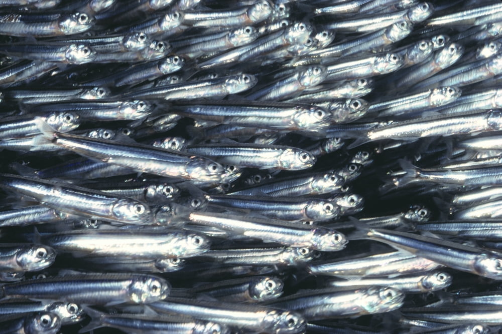 Hawaii Close-Up Detail Of Schooling Anchovy Side View (Stolephorus Species) Canvas Art - Ed Robinson Design Pics (38 x 24)