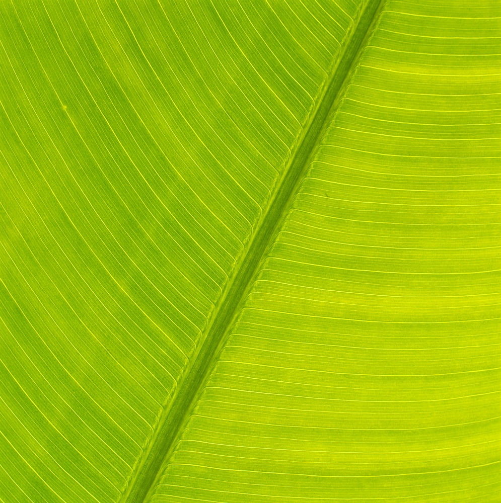 Hawaii Close-Up Detail Of Torch Giner Leaf Soft Green Color Background C1657 Canvas Art - Carl Shaneff Design Pics (24 x 24)