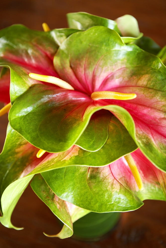 Hawaii Close-Up Of A Green And Red Anthurium Canvas Art - Kyle Rothenborg Design Pics (22 x 34)